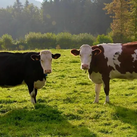 Group With Pool, Chevron 別荘 *